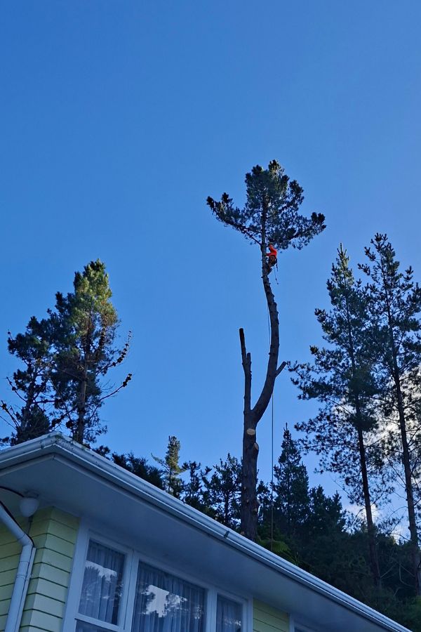 Tall tree being pruned near a house