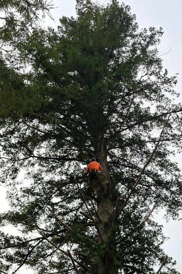 Man working in a tall pine tree