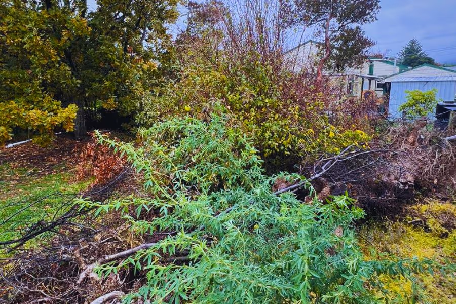 Overgrown section of a property before clearing