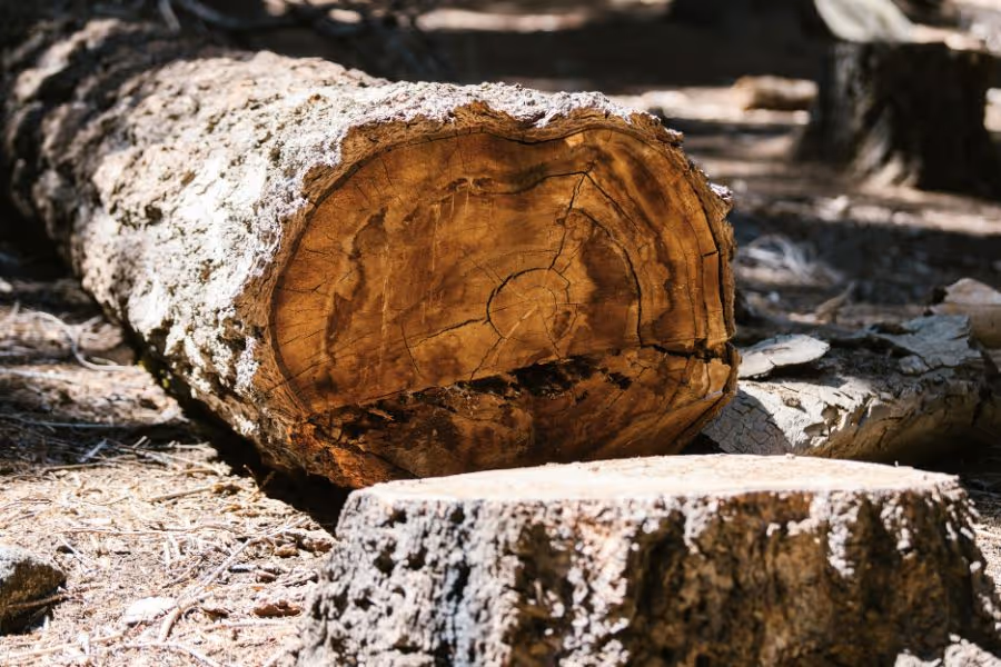 A tree that has been felled